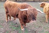 Full- Scottish Highland Bull 3yr Old