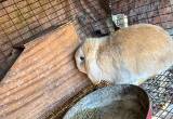 holland lops rabbits