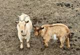 male and female goats