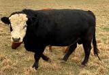 Mini Hereford bull