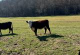 First calf hereford pair