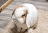 Holland Lop Bunnies