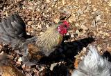 Silkie Serama Roosters