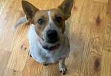 Female Red Heeler Looking for a Family