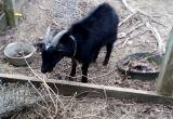 Nigerian Billy Goat