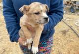 Adorable Australian Shepherd mix pups