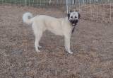 Anatolian/ Pyrenees LGD