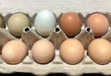 Eggs for Hatching or Baking