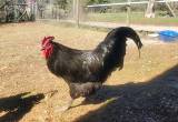 black jersey giant roosters (2)