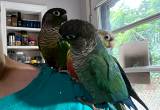 2 green cheek conures and large cage