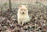 Chow Chow Puppy! Full A. K.C.