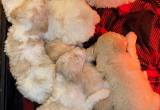 Ckc Standard Poodle Puppies $400