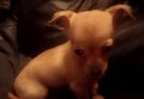 chihuahua puppy for sale