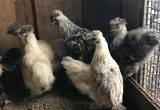 9 Bantan Rooster & Hen