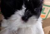 shih-tzu puppy ckc