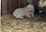 Great Pyrenees puppies