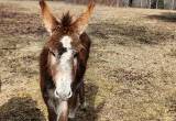 Beautiful 7 Month Old Female Donkey.