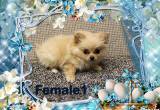 Pomeranian pups for sale
