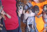 Blue Tick Beagle Pups