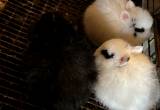 cute bunnies nd holland lop. mpl