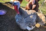 Blue Slate Tom Turkey