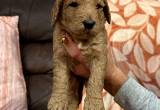 16 week old golden doodle puppies