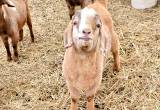 Billy Boar Goat