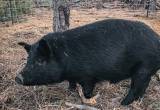 American Guinea Hog