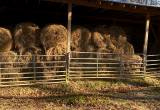 Barn kept Hay