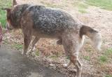 Male Heeler free