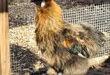 5 month old purebred silkie rooster