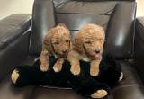 Goldendoodle puppies