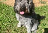 FEMALE 3 year old Labradoodle for sale