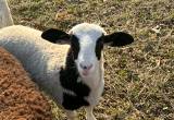 Katadin/ Dorper Ram lamb