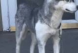 7 Month Old Husky For Rehoming