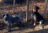 Female Australian cattle dogs