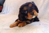 cavalier black and tan male