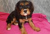 Bee 7 wk female cavalier