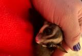 Male Sugar Glider Baby