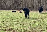first calf heifer pairs