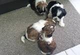 Beautiful shihtzu puppies!