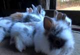 Baby Lion Head Rabbits