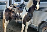 spotted saddle Horse mare