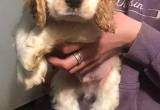 Cocker Spaniel pup