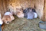 Rabbits for sale