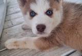 husky pup 4 months