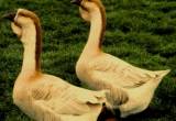 Super Buff African geese