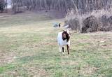 Boar / Kiko Goat Herd