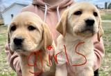 Full Blooded English labs for sale