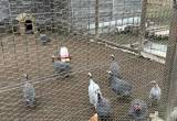 9 guinea fowls 9 months old